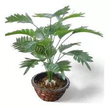 Planta Palmeira Com Vaso Montado Cascalho Musgo Artificial