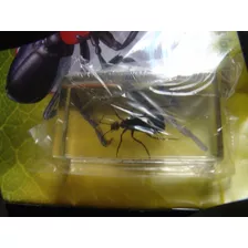 Escarabajo Negro De Las Hojas. Coleccion Insectos. Nuevo