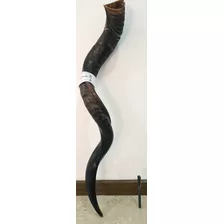 Excelente Shofar 39 Pulgadas Kosher La Mejor Calidad