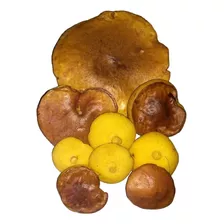 Hongos Frescos Boletus X Kgrs De Pino