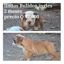 Bulldog Ingles 