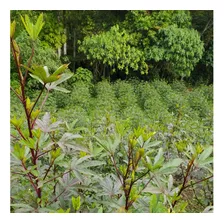 Flor De Jamaica Cáliz De Deshidratado 1 Kg