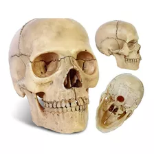 Cráneo Color Natural Desarmable - Modelo Anatómico