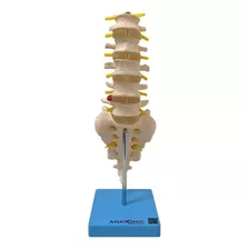 Coluna Vertebral Lombar Anatomico Tamanho Natural Tgd-0145-b