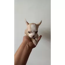 Chihuahua Cachorro 