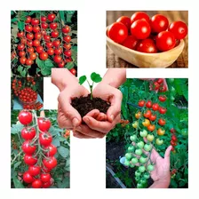 Kit Sementes Tomate Cereja Variedades À Sua Escolha P/ Mudas