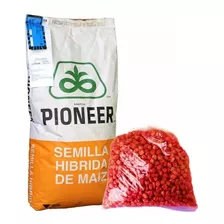 Semilla Maíz Hibrido Pioneer 30f35 Amarillo 5 Kg A Granel