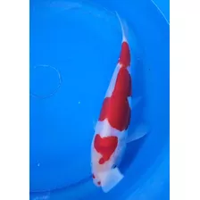 Carpas Koi Importadas, Desde 20cm