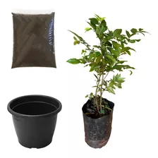 Muda De Jabuticaba Hibrida Kit Terra + Vaso Para Apartamento