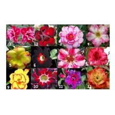 90 Sementes Rosa Do Deserto Adenium Cores Diversas Flor Mix