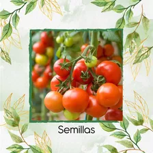 25 Semillas Tomate Cherry Orgánico Para Maceta O Huerta 