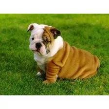 Cachorro Bulldog Ingles 07