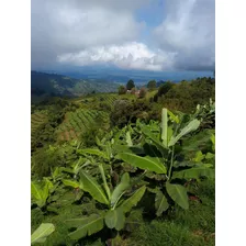 Se Vende Finca En Pijao - Quindio