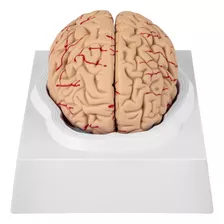 Vevor Modelo De Cerebro Humano, Anatoma, Modelo De 9 Partes