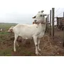 Segunda imagen para búsqueda de venta de vacas lecheras holando