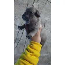 Cambio Cachorros De Raza Pura Hermosos Ya Para Entregar 