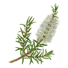 200 Sementes Melaleuca Verdadeira Alternifolia Tea Tree Oil