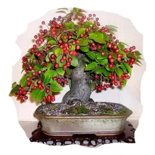 Sementes De Bonsai Arvores Frutas - Variedades À Sua Escolha