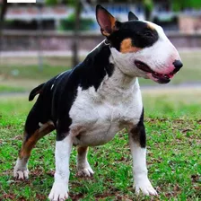 Bull Terrier - En Stud / Bttotal-bullterrierkennel