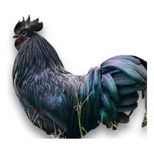 Huevofértil Gallina Ayam Cemani - Unidad a $120000