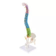 Modelo Detallado De Columna Vertebral Humana Flexible De 45