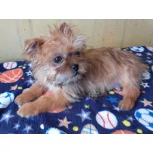 Hermoso Cachorro Yorkie Shire Dorado 6 Meses 