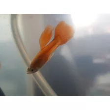 Guppys Naranjas Jovenes (guppy Full Red High Dorsal Albino)