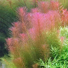 Rotala Wallichii Plantas Para Acuario 