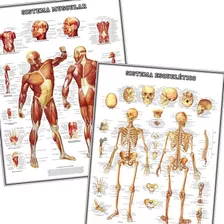 2 Posters 65cmx100cm Decoração Clínica Medicina Corpo Humano