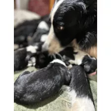 Cachorros Borde Collie Negro Y Blancochaco