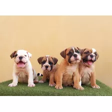 Hermosos Cachorros Bulldog Ingles