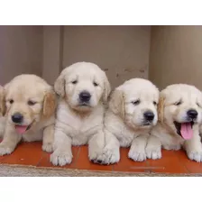 Cachorros Golden Retriever Para Entregas Inmediata 