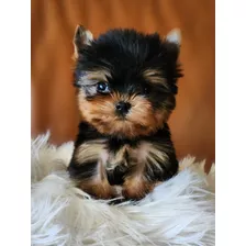 Yorkshire Terrier Teacups Dollface Con Pedigree