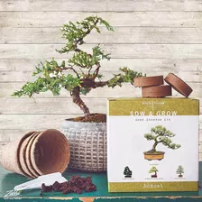 Kit De Inicio Bonsom Bonsai Árbol De La Naturaleza - Cultive