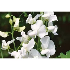 Semillas De Flor Arvejilla De Olor Blanca (lathyrus Odoratus