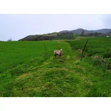 Finca De 15,70 Fanegadas. Se Vende En La Calera Cundinamarca