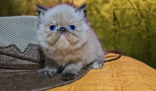 Segunda imagen para búsqueda de gato persa
