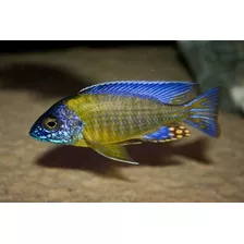 Peces Ciclidos Africanos Aulonocara Blueneon - Aquamarket