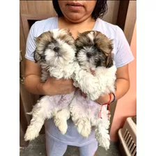 Cachorros Shih Tzu Imperial