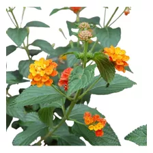 Lantana Camara Planta Nativa Atrae Mariposas