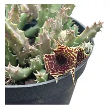 Suculenta Huernia Zebrina Áurea X Plowesii Flor Linda E Rara