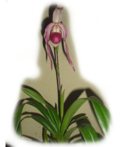Comprar Planta Orquídea Sapatinho Adulta Phragmipedium Schroederae## -  Apenas R$ 85,00 - Armazém Automotivo