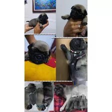 300$ Verdes. En Venta Cachorro Pug 