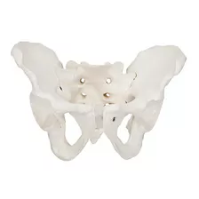 Pelvis Masculina - Modelo Anatómico