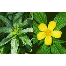 Sementes Damiana Turnera Diffusa Envio Rapido P/ Mudas