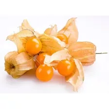  Frete Grátis Physalis Edulis - Sementes De Fruta Para Mudas