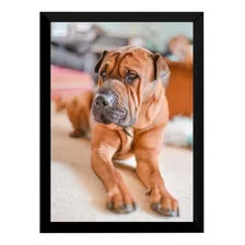 Quadro Lindo Shar-pei Caramelo Na Sala