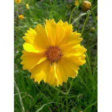 Semillas De Flor Coreopsis Sunburst