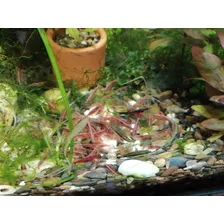 Neocaridinas Red Cherrys, Camarones Y/o Gambas De Acuario 