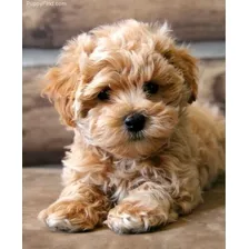 Maltipoo Vip 